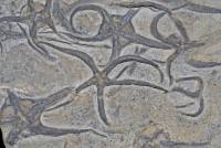 Etoiles de mer fossiles